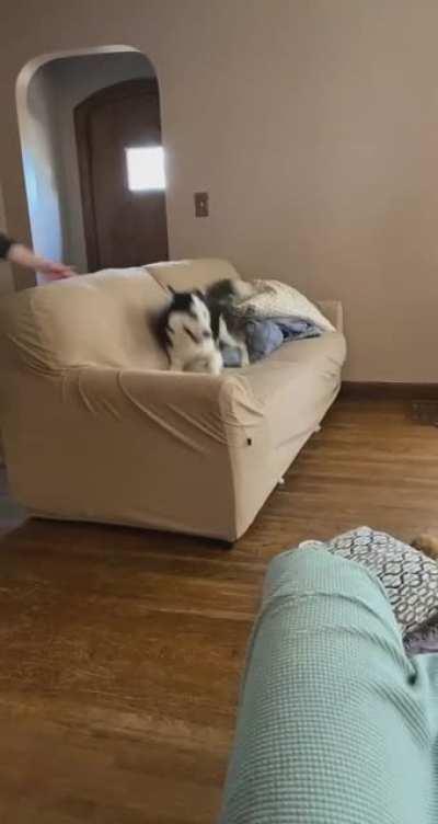 Just another regular day in the life of a husky owner