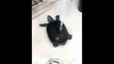 Solo es una tortuguita