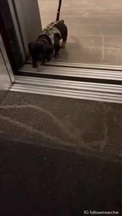 He may be smol, but he's got legendary hops