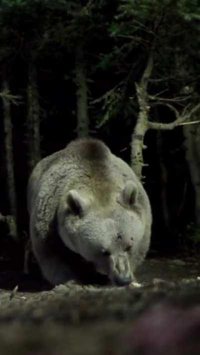 Absolute unit of a bear getting scared of thunder.