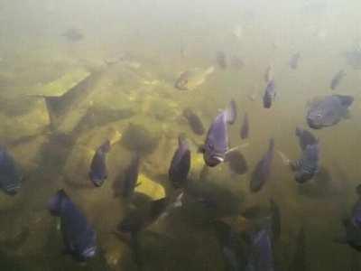 GoPro shows what's going on in the pond