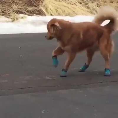 Doggo not a fan of the booties