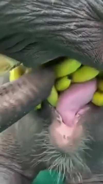 Кушай, дорогой