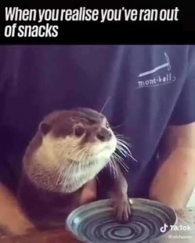 Otter needs more snacks