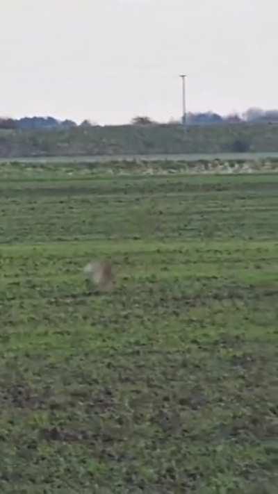 Rabbit flips to avoid the clutches of a hawk