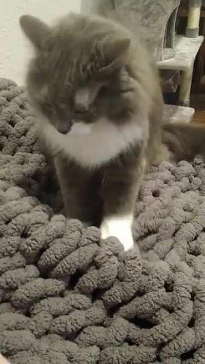 YoYo's Bakery is Open for Business