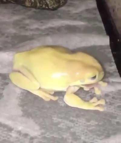 frog scream
