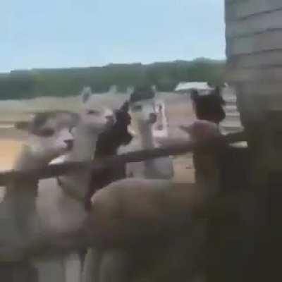 no animals were harmed