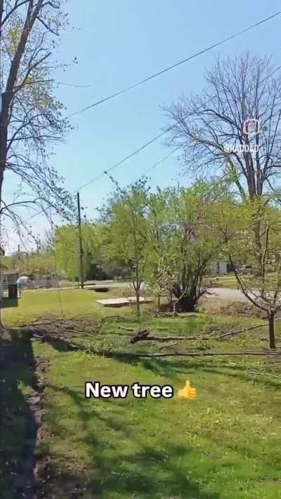 New trees just dropped