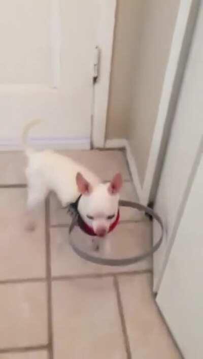 A blind dog was afraid to walk, so his owner invented this device for him. It's called a Halo.