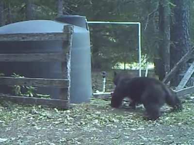 Bear takes one straight to the balls