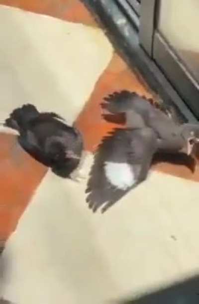 After seeing a person feed an injured bird , the other birds began pretending to be injured as well