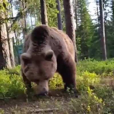 Being woken up to a bear searching for food near your tent