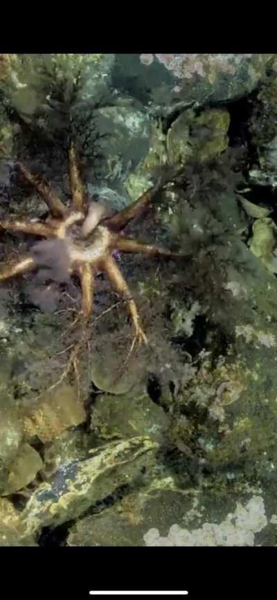 Finger licking good wunk