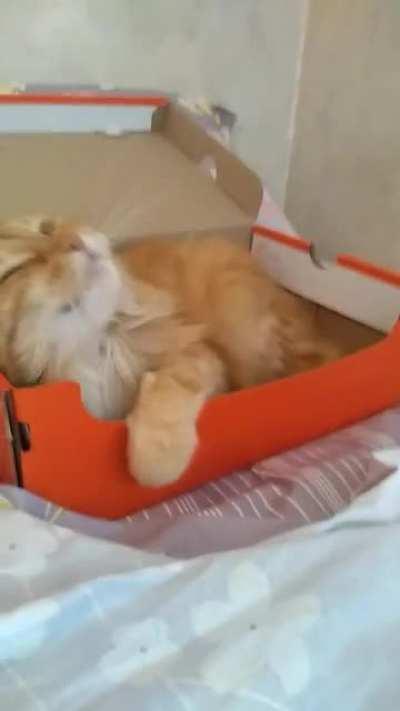 My 12yo grumpy lady loves her early christmas gift