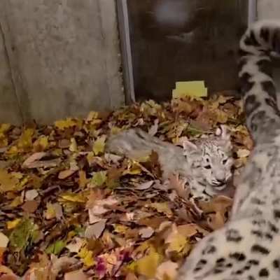big and little cats leaf the scene