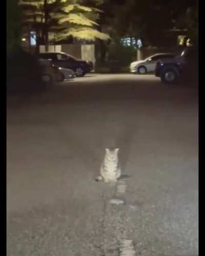 A cat watching a mouse-fight.