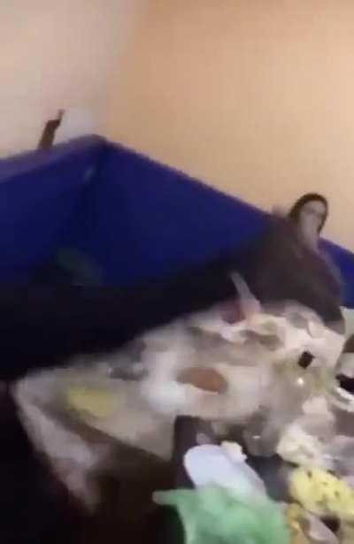 HMB while jumping over the table.