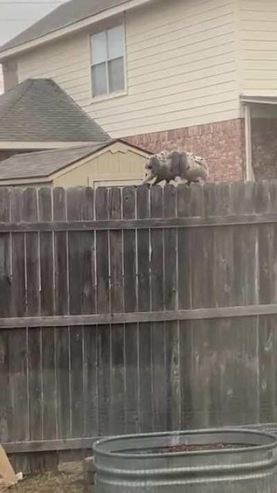 When you have to take all the kids to the grocery store with you