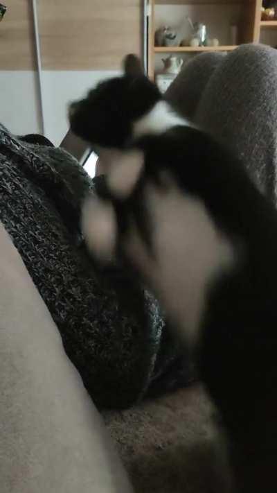 Our cat asking my mom for attention.