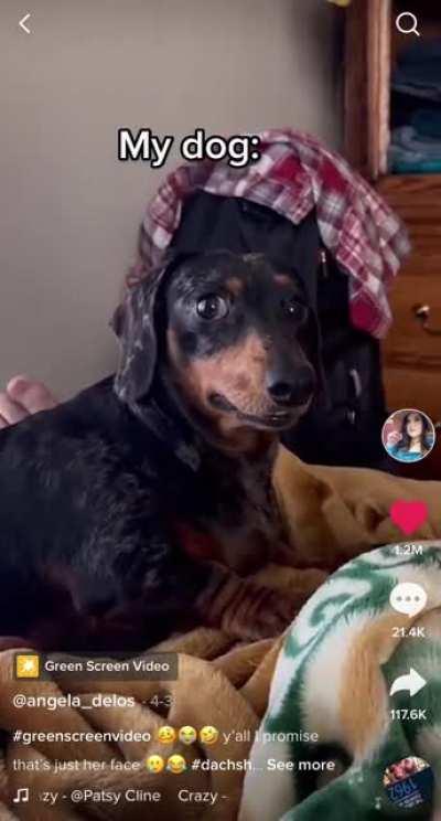 When your emotional support dog needs an emotional support human