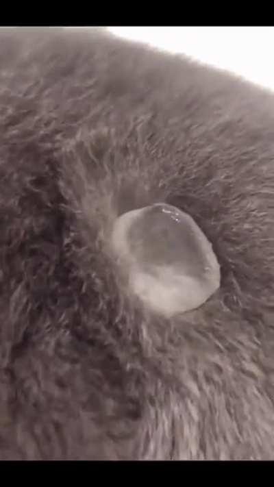 Today I Discovered That Cats Are Waterproof!