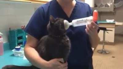 Kitty taking asthma treatment