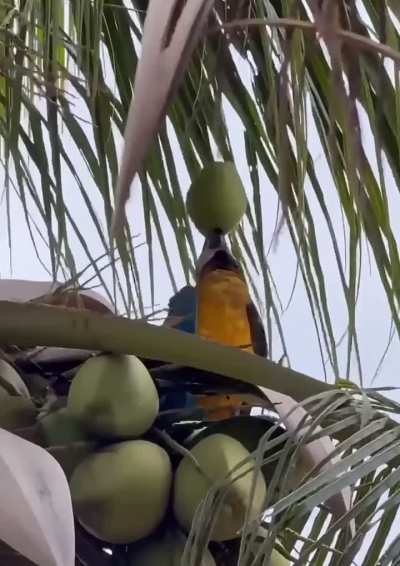 The colorful flying hydrohomie