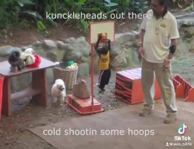 Found this absolute gem on tiktok