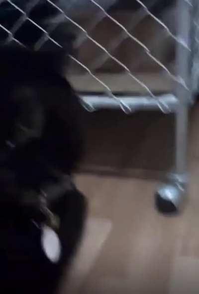 Can’t take Murray anywhere