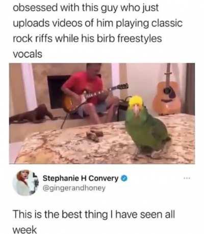 Singing birb