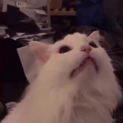 the origins of this holy sub