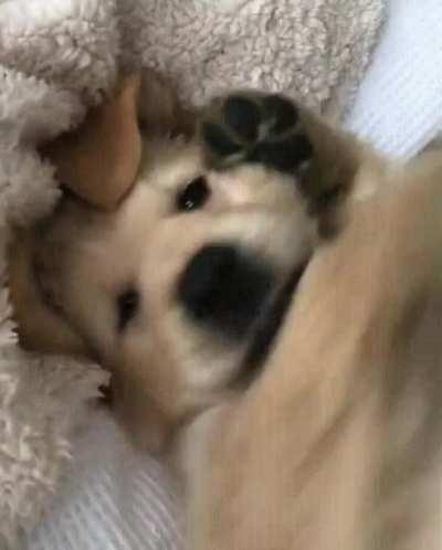 When you tell him he's a good boy, he does exactly that.