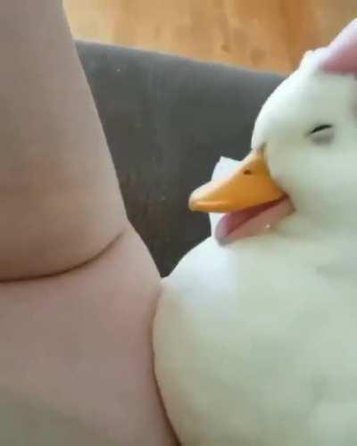 Vamos yo se que te lo quieres acariciar