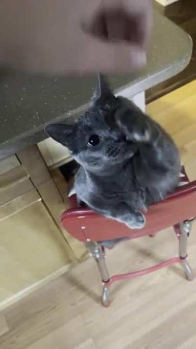 My feisty kitty in play mode