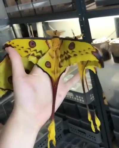 The comet moth or Madagascan moon moth (Argema mittrei) is a moth native to the rain forests of Madagascar.