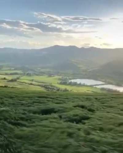 Wind blowing through the grasslands during a beautiful sunny day