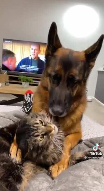 When Startled Becomes Annoyed