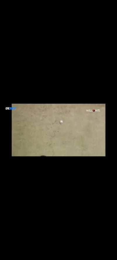 All 3 bowls by Koach today