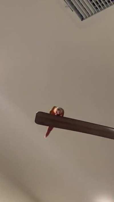 I love how they kinda just drop. It’s the cutest.