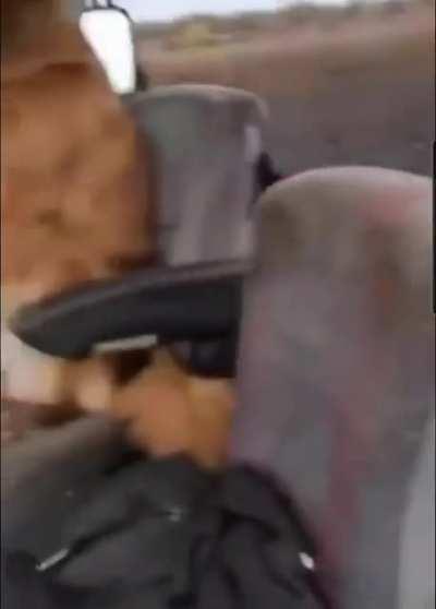 Doge does what he wants