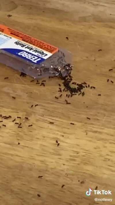 The ants heard The Baby’s music and pulled up on me 🥶