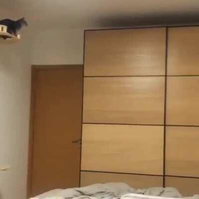 Just a cat playing next level fetch.