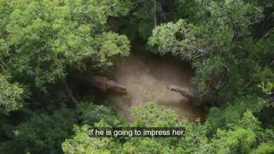 Carnotaurus d̶a̶n̶c̶e̶ rejection from Prehistoric Planet