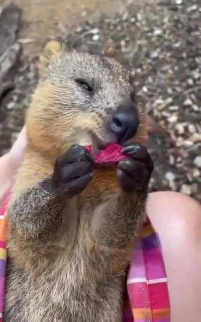 Quokka having a nice snack