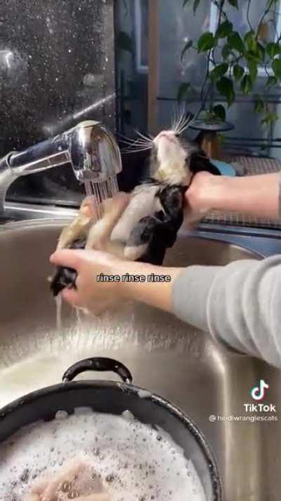 Batheing a spicy street cat