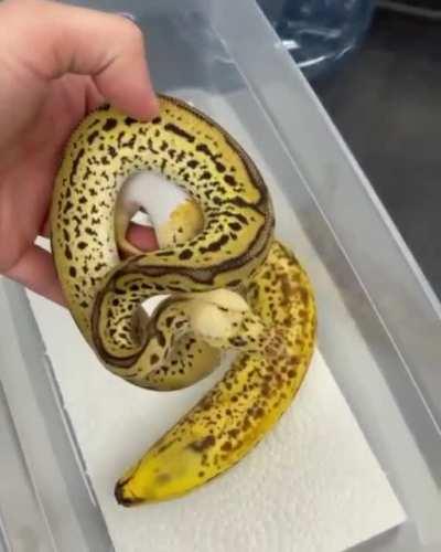 Forbidden banana.