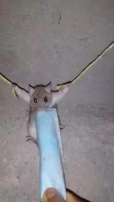 UriCastigado 🐀🩸