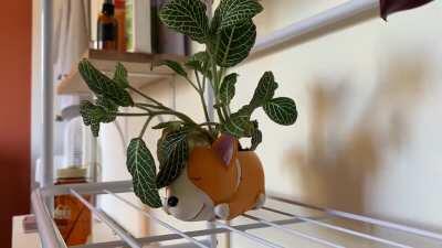 My vein plant pretends to die every other day so I filmed her being dramatic.