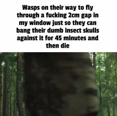 fuck wasps you should throw bricks at their nests